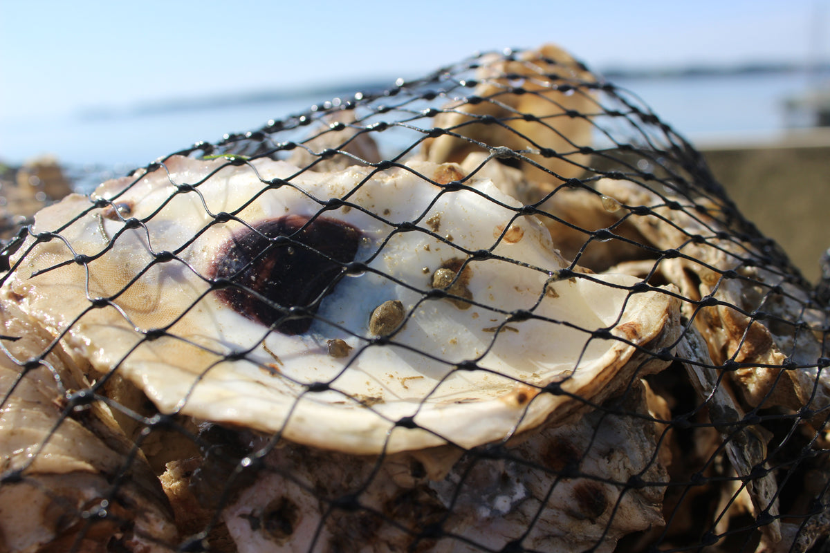 oyster-in-net-toadfish-conservation